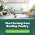 help you earn money from rooftop poultry setup at home
