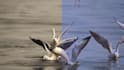 edit nature wildlife video documentary