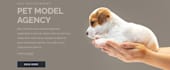 create a pet care google sites website, pet grooming and veterinary website