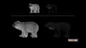 make a realistic 3d animal model, 3d animation, vfx compositing, cgi integration