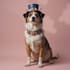 awesome custom pet portrait, dog portrait, cat portrait