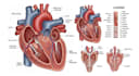 draw detailed medical illustrations