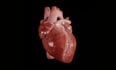 create cinematic 3d anatomy illustrations and heart animation