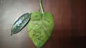 do calligraphy on leaf