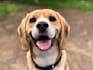 be your expert dog and pet article writer or blog post writer
