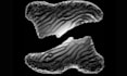 do 3d shoe design, 3d footwear model, 3d shoe rendering and 3d animation