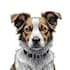 draw digital scribble pet portrait