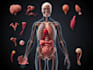 create 2d medical anatomy illustrations and animations