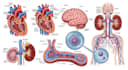 draw professional medical illustrations