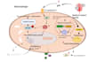 create professional graphical abstracts and scientific illustrations