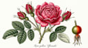 illustrate best botanical illustration