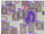 provide expert medical image annotation and data labeling