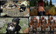 create custom armor weapons or character for skyrim fallout 4 resident