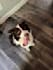 create authentic pet ugc video content for your dog brand