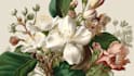 drawn botanical illustration, flower, plant
