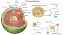 create anatomy, medical, and scientific illustrations