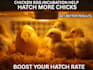 guide you on incubating and hatching chicken eggs successfully