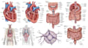 draw detailed medical illustrations
