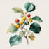 illustrate best botanical illustration