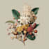 illustrate best botanical illustration