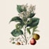 draw a botanical illustration