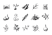create botanical logo for you