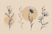 draw botanical illustration art for you