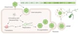create scientific figures and data visualizations