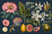 create a professional botanical fruit plants illustration