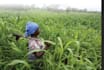do mining and agricultural consultancy
