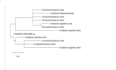 do ncbi blast and phylogenetic tree analysis using mega