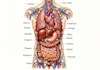 draw detailed medical illustrations