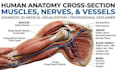 create ai powered medical 3d animation, 3d anatomy, visualization explainer