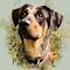 draw memorial pet portrait from photo