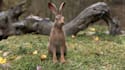 do cgi 3d vfx animal animation, 3d model, fur, animal rigging, 3d integration