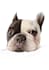 create a custom pet portrait illustration