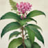 draw botanical illustration art for you