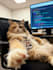 do data analyst and data entry