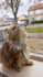 create engaging cat ugc videos for your pet brand