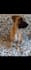 be your dog model and create viral pet ugc video