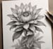 create a realistic botanical drawing