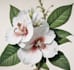 do a botanical illustration