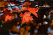 professionally retouch your photos in adobe lightroom