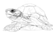 draw illustration continuous line art from your pet