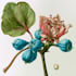 do a botanical illustration