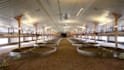 design 3d poultry farm, chicken house, hatchery, farm layout