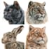 illustrate animals with watercolour