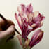 draw illustrations with flowers and different objects