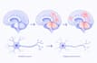 create clean scientific illustrations, figures, diagrams and schematics