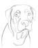 draw a custom minimalist pet line art illustration